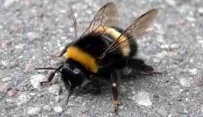 Hommel